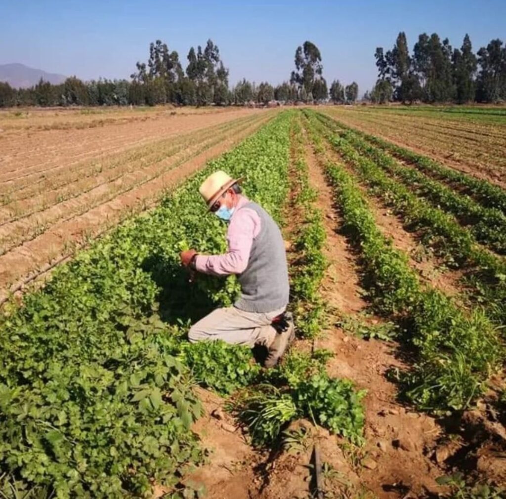 <strong>AUTORIDADES DEL AGRO INSISTEN EN LA CONTRATACIÓN DE SEGUROS AGRÍCOLAS ANTE EVENTUALIDADES CLIMÁTICAS</strong>