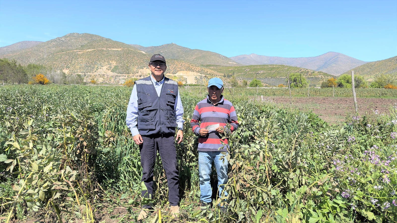 Productores de Salamanca afectados por heladas mitigan los daños percibidos tras recibir indemnización del Seguro Agrícola
