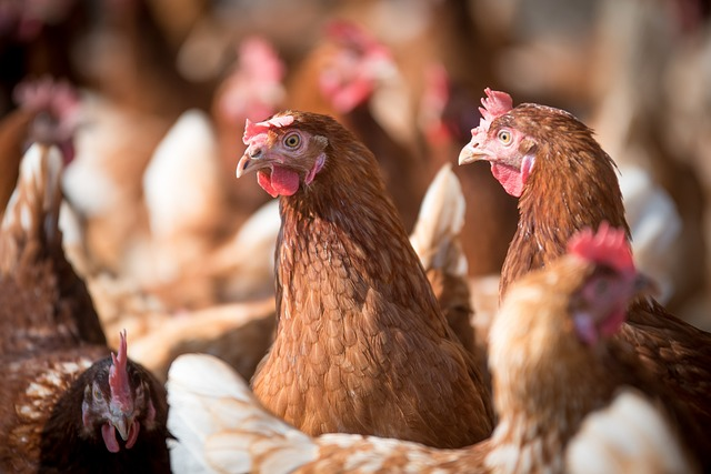 MINISTERIO DE AGRICULTURA RECUERDA VIGENCIA DEL SEGURO DE ENFERMEDADES EXÓTICAS EN AVES