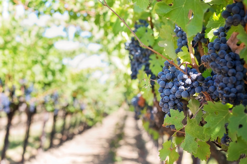 Agroseguros capacitó a viticultores de Casablanca en coberturas de los Seguros del Agro