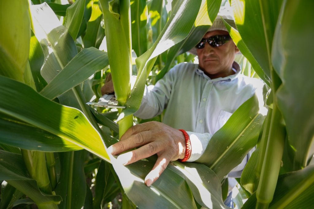 Ministerio de Agricultura entregó más de $30 millones en compensación por variación de precios a maiceros maulinos