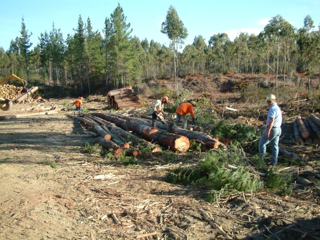 AGROSEGUROS DEL MINAGRI DISPONE SEGURO FORESTAL CON SUBSIDIO ESTATAL PARA PROTEGER PLANTACIONES DE PINO Y EUCALIPTO