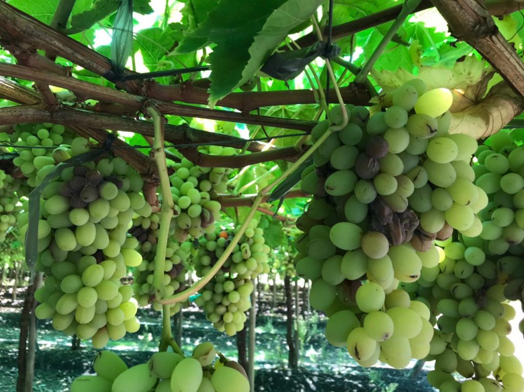 AGROSEGUROS Y LIQUIDADORES DE SEGUROS REALIZAN INSPECCIONES A AGRICULTORES AFECTADOS