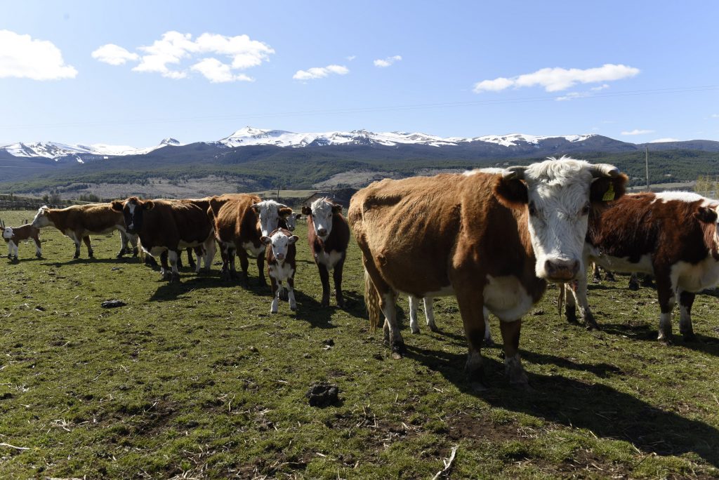 AGROSEGUROS DEL MINAGRI LLAMA A AGRICULTORES A CONTRATAR OPORTUNAMENTE LOS SEGUROS PARA EL AGRO.