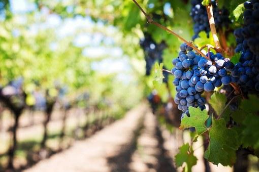 COMPAÑÍAS ASEGURADORAS INICIAN TEMPORADA DE SUSCRIPCIÓN DEL SEGURO AGRÍCOLA EN FRUTALES CON SUBSIDIO ESTATAL DE AGROSEGUROS DEL MINAGRI