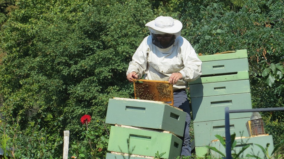 Minagri llama a productores apícolas a contratar a tiempo el seguro con subsidio estatal de Agroseguros para proteger colmenas y abejas