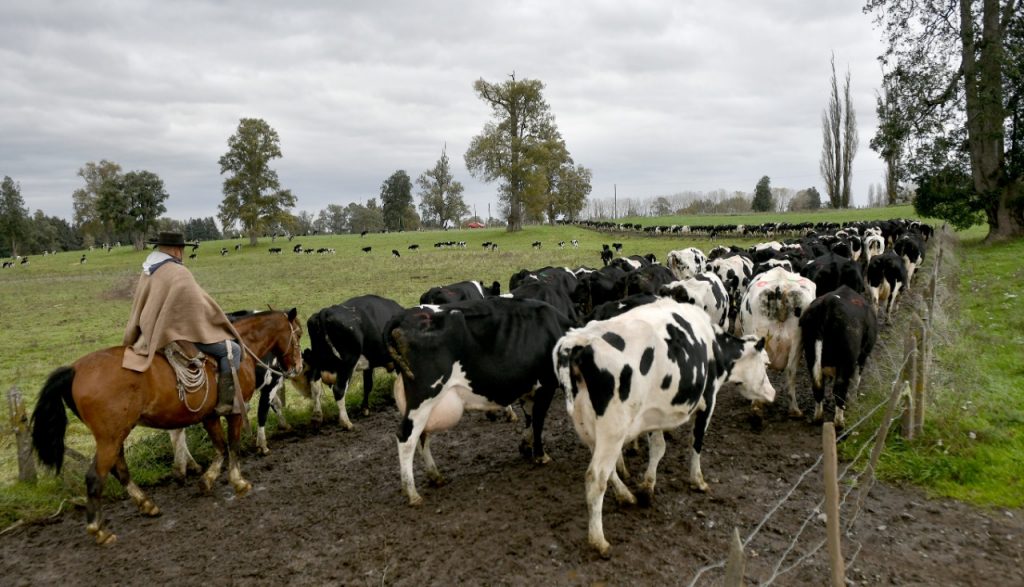 Productores ganaderos destacan cobertura del seguro pecuario con subsidio estatal de Agroseguros del Minagri