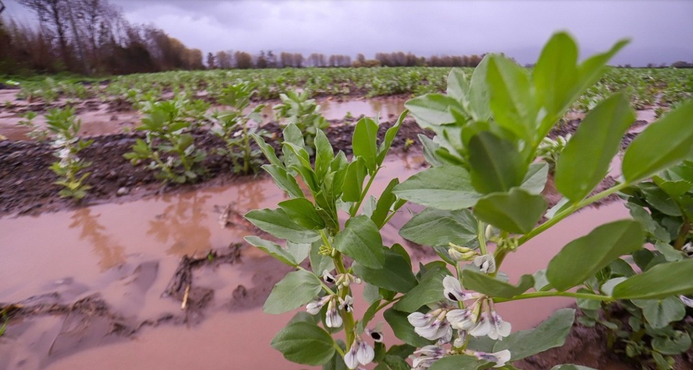 Seremi de Agricultura y Agroseguros invitan a pequeños y medianos agricultores/as a protegerse frente a eventos de la naturaleza mediante seguros agrícolas